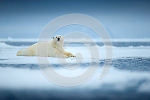 Polar bear on drift ice edge with snow and water in sea. White animal in the nature habitat, north Europe, Svalbard, Norway.