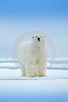 Polar bear on drift ice edge with snow and water in sea. White animal in the nature habitat, north Europe, Svalbard, Norway. Wildl