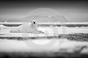 Polar bear on drift ice edge with snow and water in sea. White animal in the nature habitat, north Europe, Svalbard, Norway. Wildl