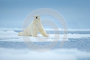 Polar bear on drift ice edge with snow and water in sea. White animal in the nature habitat, north Europe, Svalbard, Norway. Wildl