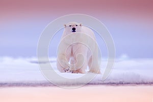 Polar bear on drift ice edge with snow and water in sea. White animal in the nature habitat, north Europe, Svalbard