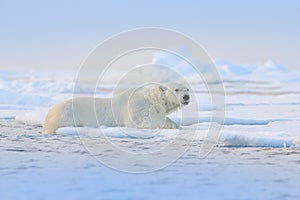 Polar bear on drift ice edge with snow and water in Svalbard sea. White big animal in the nature habitat, Europe. Wildlife scene