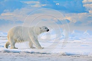 Polar bear on drift ice edge with snow and water in Svalbard sea. White big animal in the nature habitat, Europe. Wildlife scene