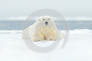 Polar bear on drift ice edge with snow and water in Svalbard sea. White big animal in the nature habitat, Europe. Wildlife scene f