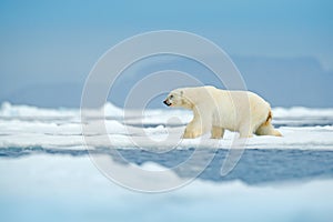 Polar bear on drift ice edge with snow and water in Svalbard sea. White big animal in the nature habitat, Europe. Wildlife scene f