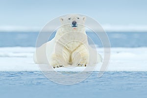 Polar bear on drift ice edge with snow and water in Svalbard sea. White big animal in the nature habitat, Europe. Wildlife scene f