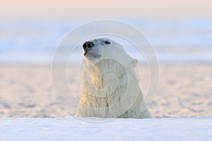 Polar bear on drift ice, Manitoba, Canada. Portrait of white bear in the water, sunset photo