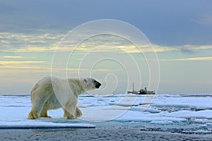 Polar bear on the drift ice with snow, blurred cruise vessel in background, Svalbard, Norway