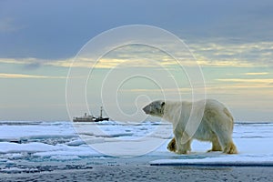 Polar bear on the drift ice with snow, blurred cruise vessel in background, Svalbard, Norway