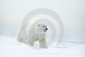 Polar bear on drift ice with snow, blurred nice yellow and blue sky in background, white animal in the nature habitat, Russia