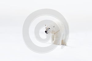 Polar bear on drift ice with snow, clear white photo, big animal in the nature habitat, Canada, wild America. Wildlife scene form