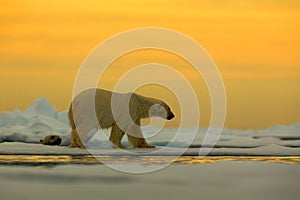 Polar bear on the drift ice with snow, with evening yellow sun, Svalbard, Norway