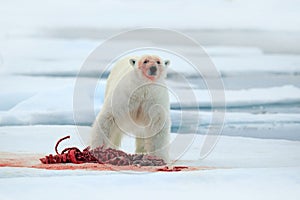 Polar bear on drift ice with snow feeding bloody kill seal, skeleton and blood, Svalbard, Norway, white big animal in the nature h