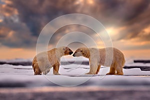 Polar bear on drifting ice with snow feeding on killed seal,wildlife Svalbard, Norway. Beras with carcass, wildlife nature. Magic