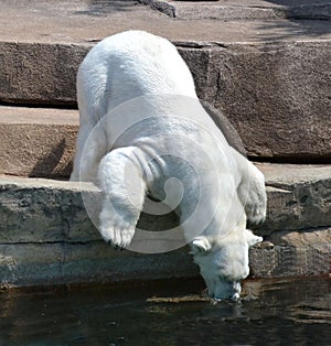 Polar Bear Drinking Water