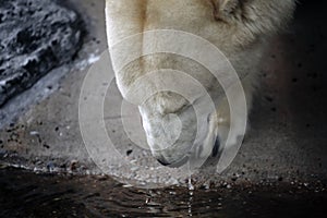 Polar bear drinks water. The polar bear`s head