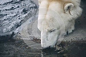 Polar bear drinks water. The polar bears head