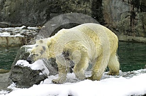 Polar Bear drying herself out.