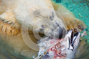 Polar Bear Eating Fish Head photo
