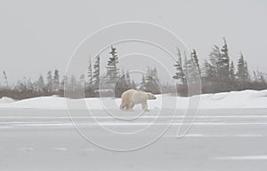 Polar bear on the edge of a frozen pond near Churchill, Manitoba