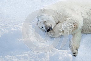 Oso feliz frío acostada en fresco la nieve 