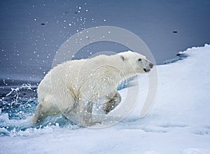 Polar bear exiting the water on to the ice floe in Arctic photo