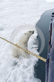 Polar Bear beside an expedition ship, Svalbard Archipelago, Norway