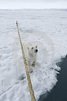 Polar Bear beside an expedition ship, Svalbard Archipelago, Norway