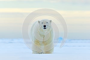 Polar bear, face walking in snow, Canada winter. White animal in the nature habitat, America. Wildlife scene from nature. Dangerou