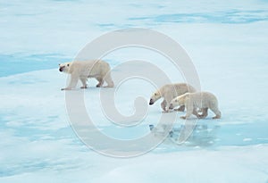 Polar bear family walking on ice in the Arctic
