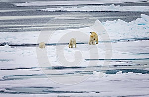 Polar bear family walks away over thin ice floe in the Arctic