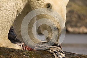 Polar Bear feeding on a seal carcass, Labrador, Canada