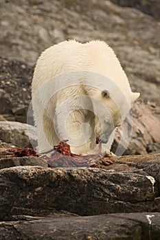 Polar Bear feeding on a seal carcass, Labrador Sea, Canada