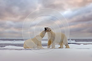 Polar bear fight. Two polar bears fighting on drifting ice in Arctic Svalbard. Wildlife winter scene with two dangerous animals.