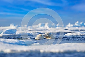 Polar bear fight in the vater, Arctic wildlife in the sea ice. Polar bear swimming in the ocean, Svalbard Norway photo