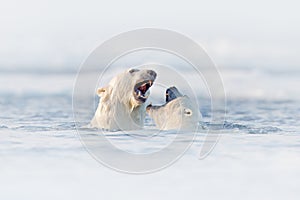 Polar bear fight in the water. Two Polar bears playing on drifting ice with snow. White animals in the nature habitat, Svalbard,