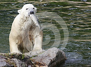 Polar Bear with fish