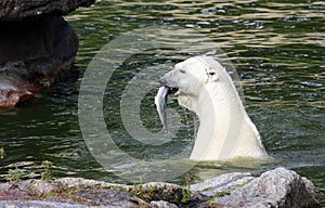 Polar Bear with fish