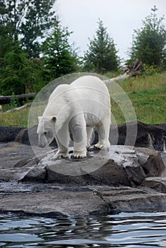 Polar Bear Fishing