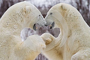 Polar bear fist bump