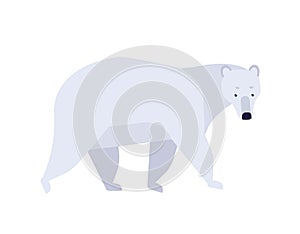 Polar bear flat vector illustration. Ursus maritimus minimalist drawing. Abstract arctic fauna representative. Cute