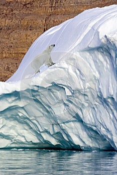 Polar Bear - Franz Joseph Fjord - Greenland