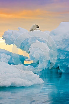 Polar Bear on Frozen Outcrop