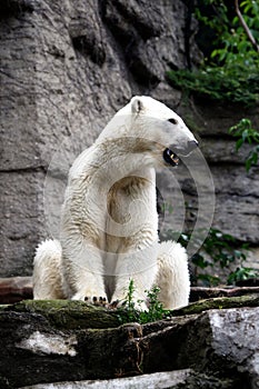 Polar bear gaping photo