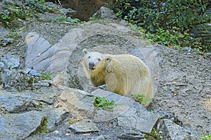 Polar bear. Geographic Range: throughout the ice-covered waters of the circumpolar Arctic, and their range is limited by