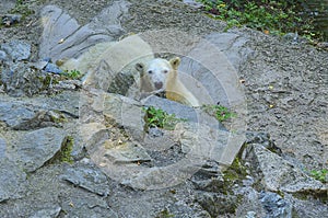 Polar bear. Geographic Range: throughout the ice-covered waters of the circumpolar Arctic, and their range is limited by