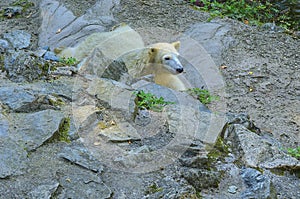 Polar bear. Geographic Range: throughout the ice-covered waters of the circumpolar Arctic, and their range is limited by
