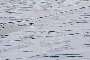 Polar bear goes into the expanses of the Arctic ocean