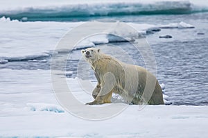 Polar bear growls as he crawls out of water in Arctic near Spitsbergen