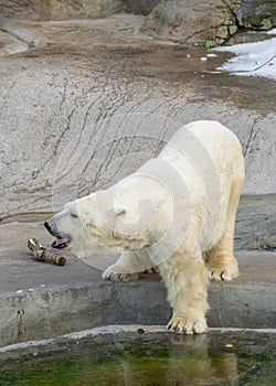 Polar bear growls in zoo